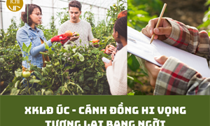 CHƯƠNG TRÌNH TUYỂN DỤNG LAO ĐỘNG DIỆN VISA 482B NÔNG NGHIỆP TẠI ÚC